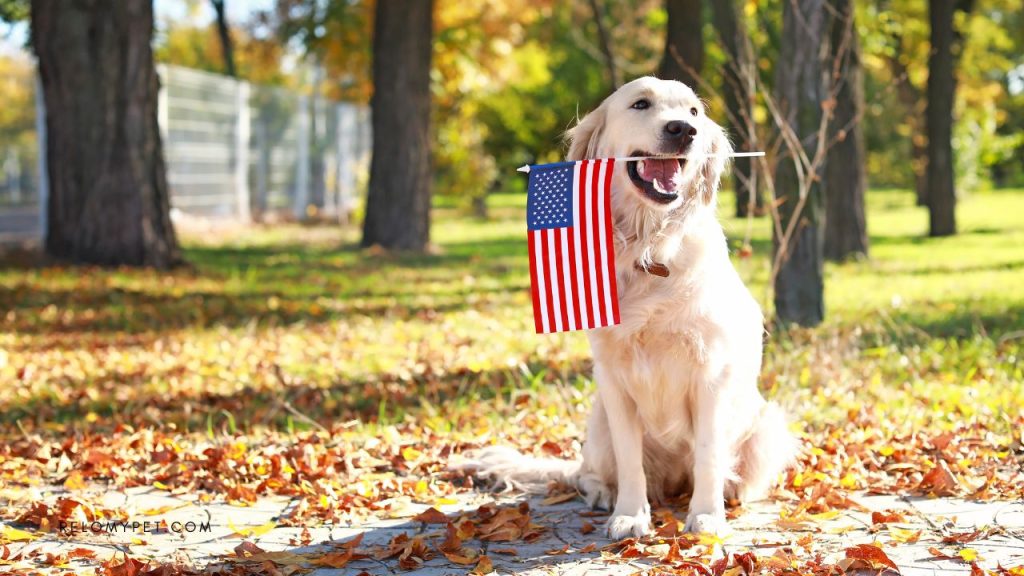 New regulations for dog travel in the USA start on August 1, 2024