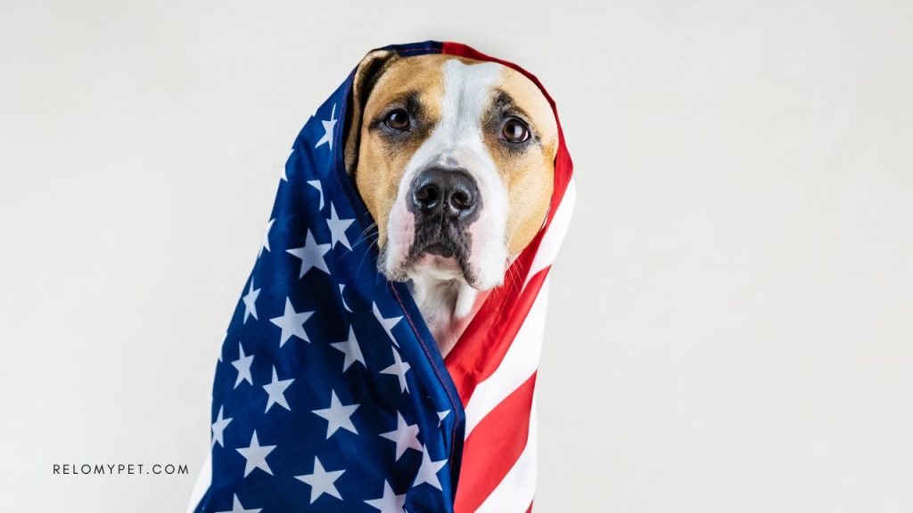 Dog Travel Regulations in the USA: What You Need to know about changes 2024