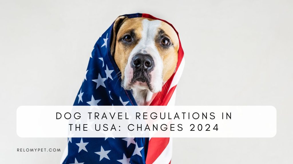 Dog Travel Regulations in the USA: Changes 2024. Featured Image