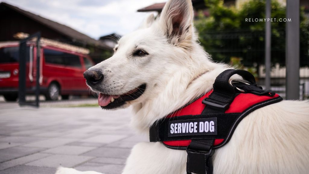 September: Service Dog Month