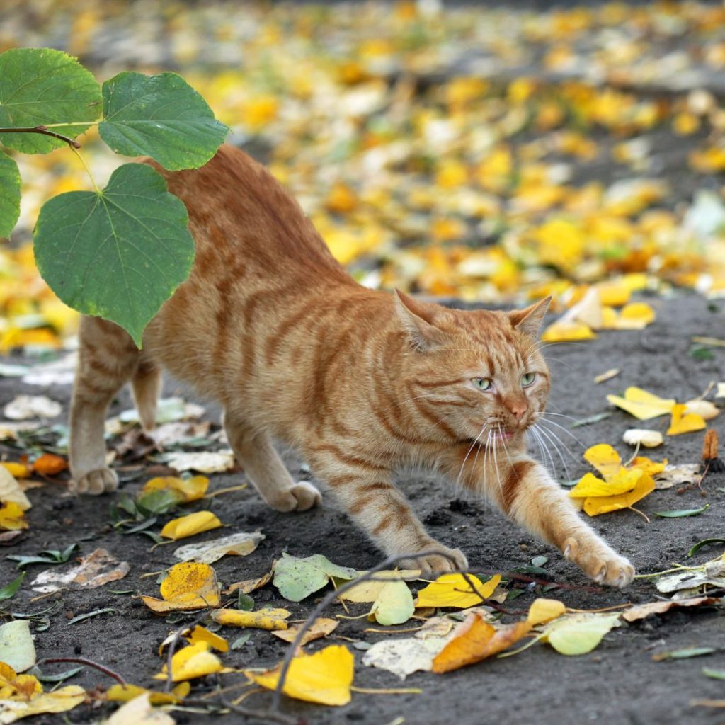 Ginger Cat Day