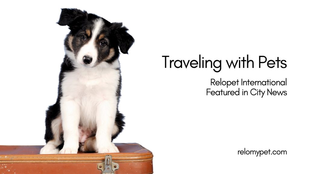 Traveling with Pets. Relopet International Featured in City News. Featured Image