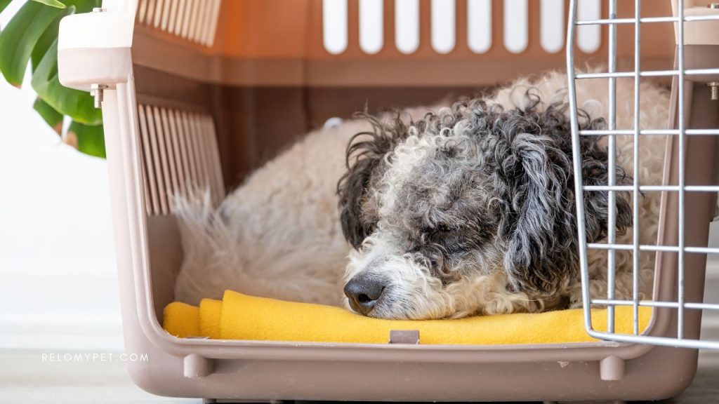 Traveling with pets: Small white dog sleeping in the travel crate