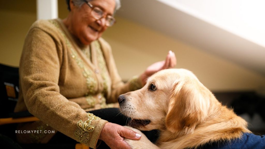 An elderly woman with her service golden retriever