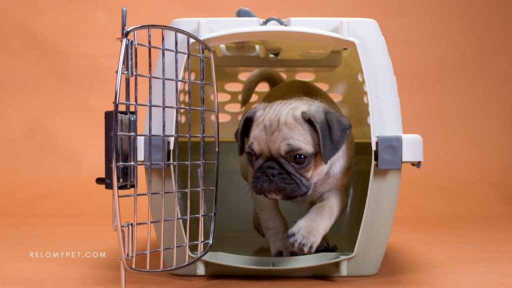 A cute small pug coming out of the traveling crate