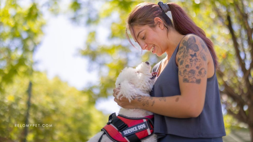 A woman hugging a white poodle in the black and red harness with a sign 'Service Dog' on it