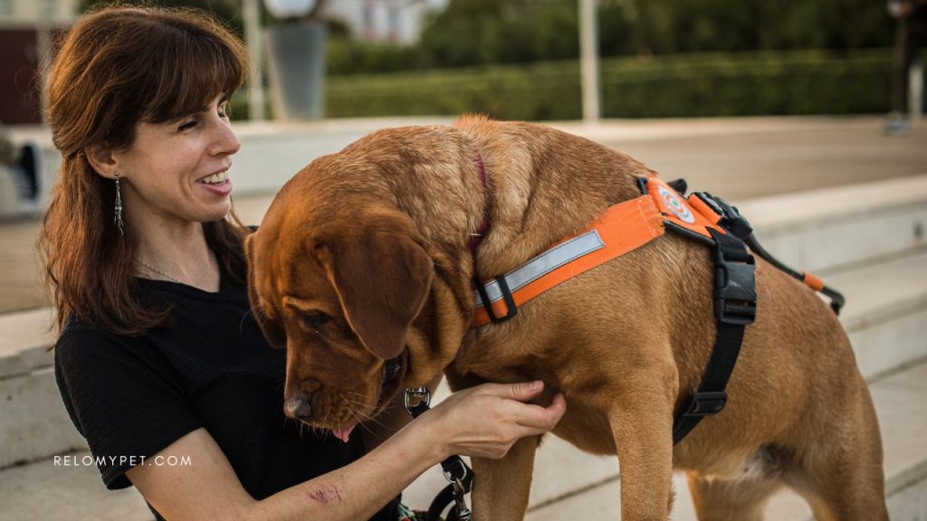 A woman holding a big brown dog wearing an orange harness with a sign 'Service Dog' on it