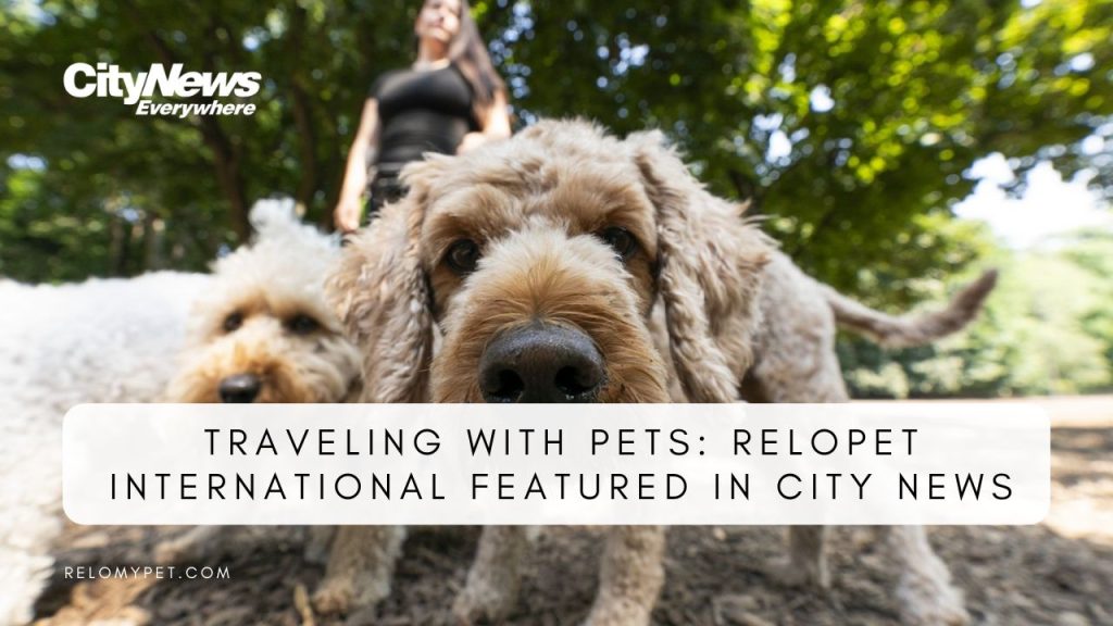 Traveling with Pets: Relopet International Featured in City News. Featured Image