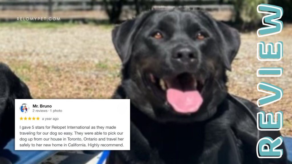 Relopet International five-star review