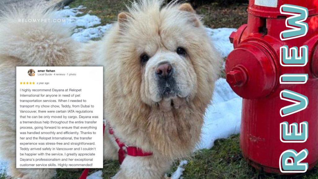 Relopet International five-star review