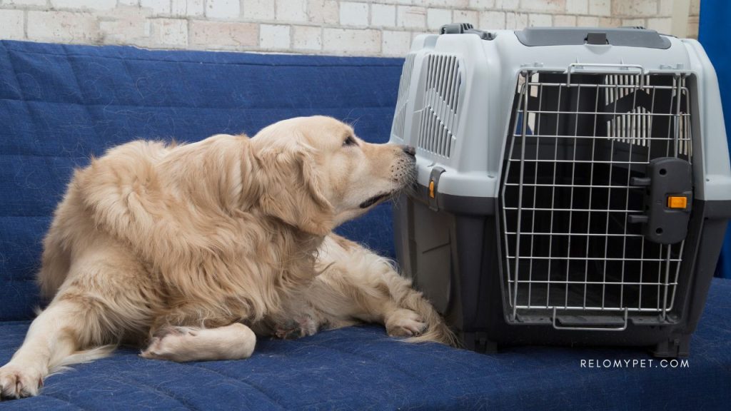 The Essentials of Safe and Stress-Free Pet Travel