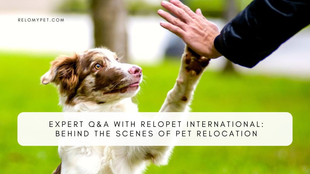 Expert Interview: Q&A with Pet Transport Specialists. Featured Image