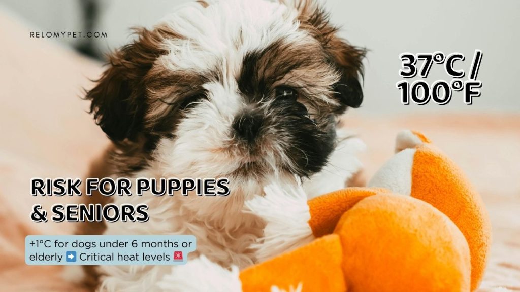 37C - Risk for puppies