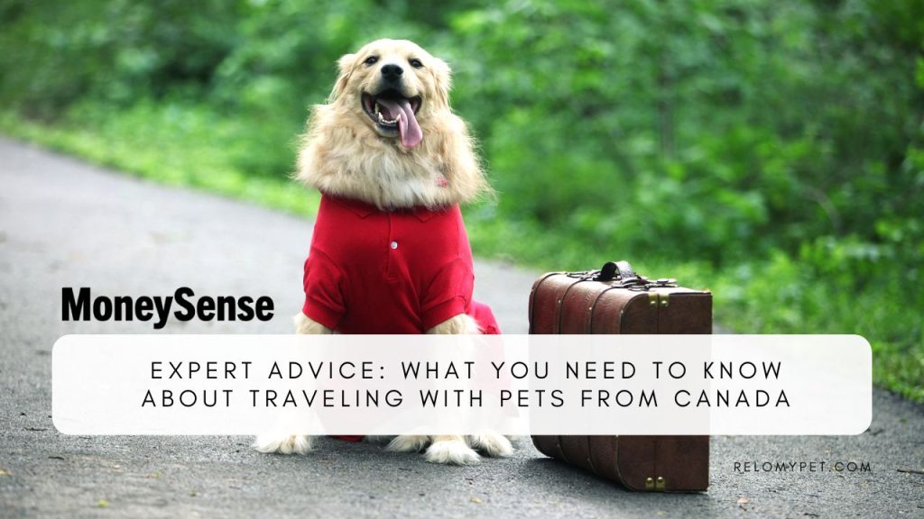 Expert Advice What You Need to Know About Traveling with Pets from Canada. Featured Image