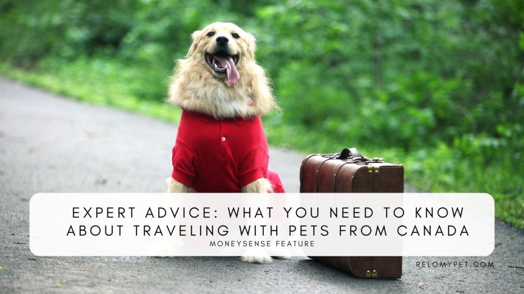 Expert advice what You Need to Know about traveling with pets from Canada. Featured Image