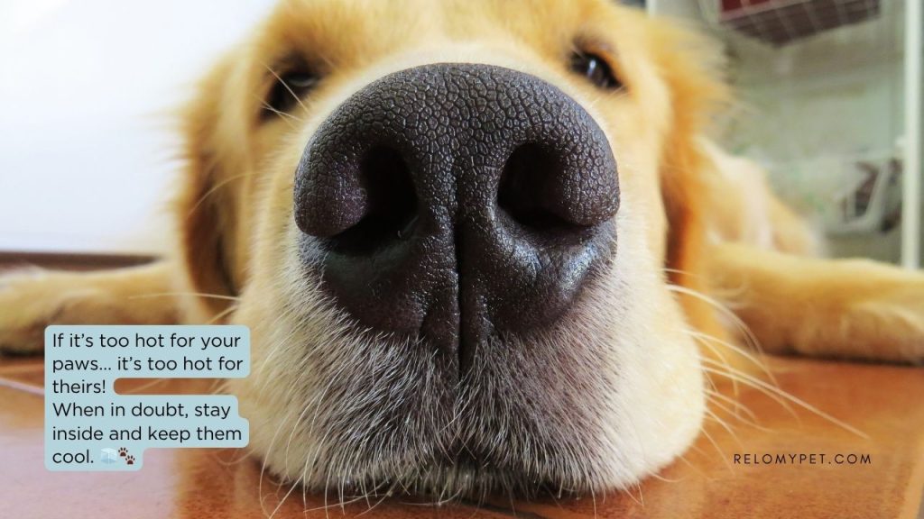 How hot is too hot. If it's too hot for you, it's too hot for your dog