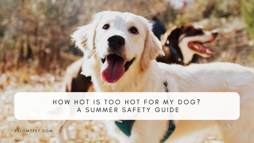 How hot is too hot for my dog. Featured Image