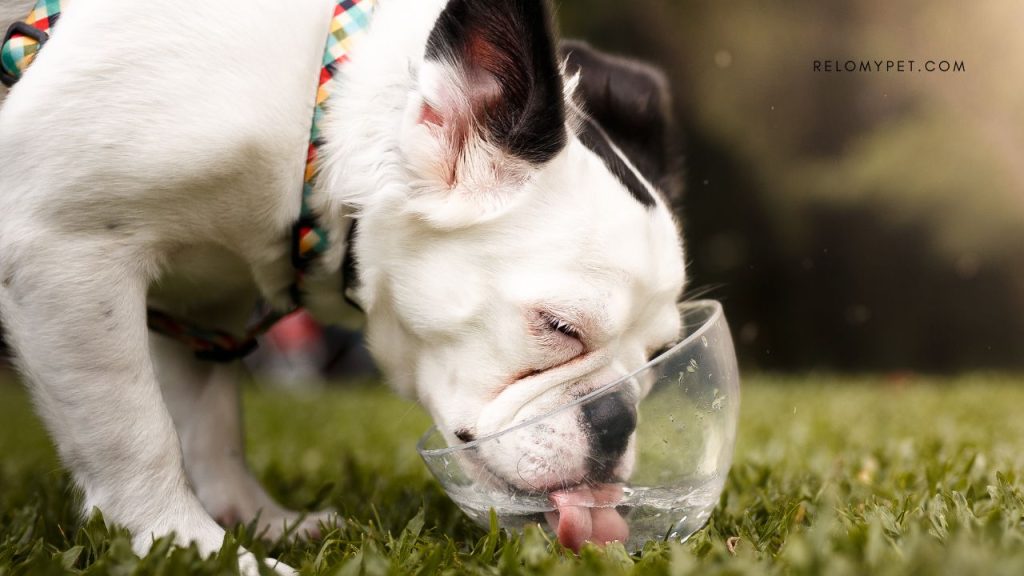 A bulldog drinks water because hydration matters