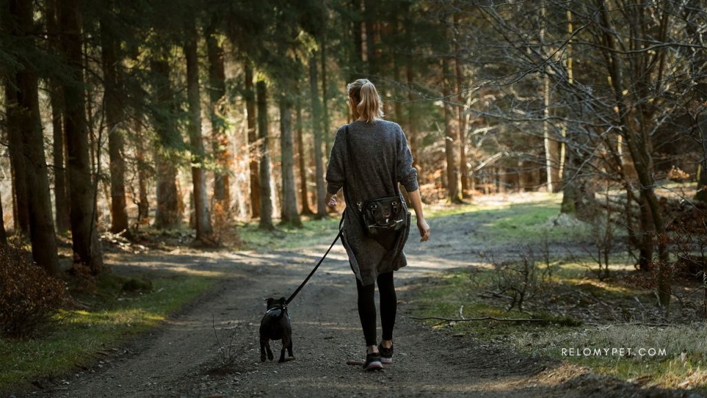 Keep walks safe - walk your dog in the shade and early in the morning or late in the evening
