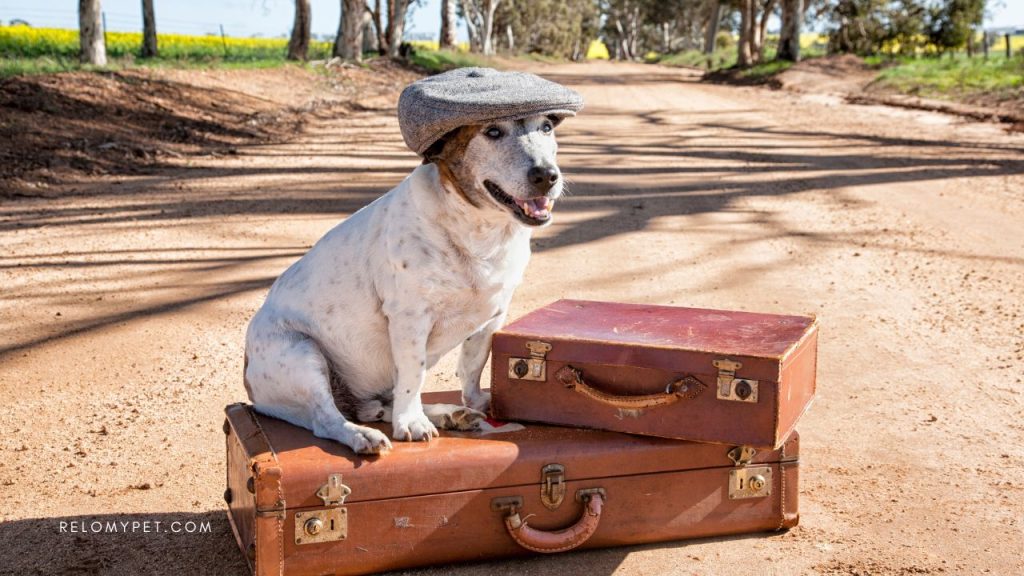 Expert advice on pet travel