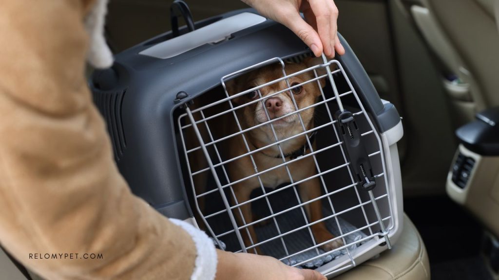 Small brown dog inside a pet travel carrier on a car seat, with a person securing the kennel for transportation.