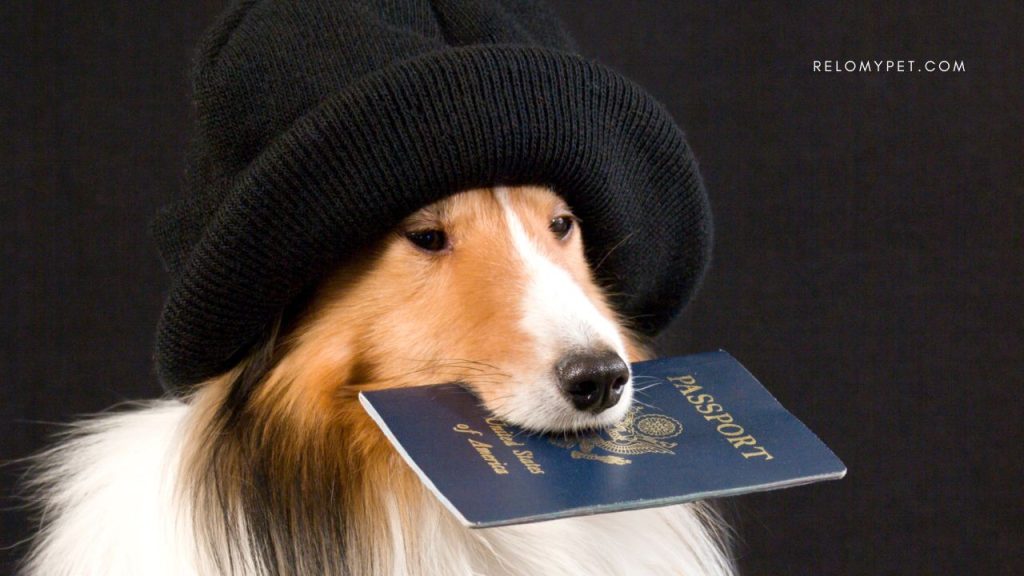 Smooth journey with pet travel experts - Relopet International