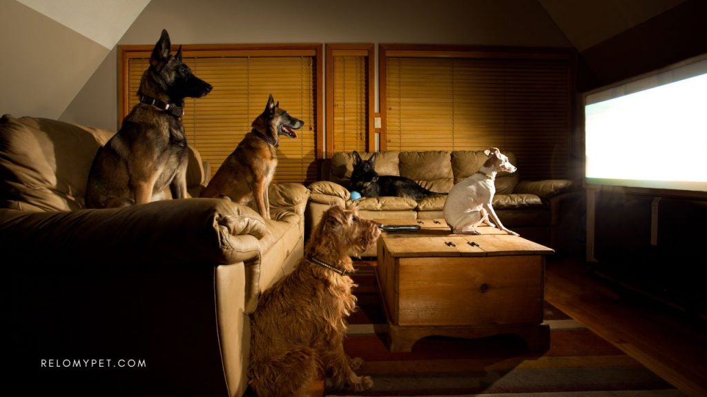 Celebrate Pets in Films Day by watching movies with pets.