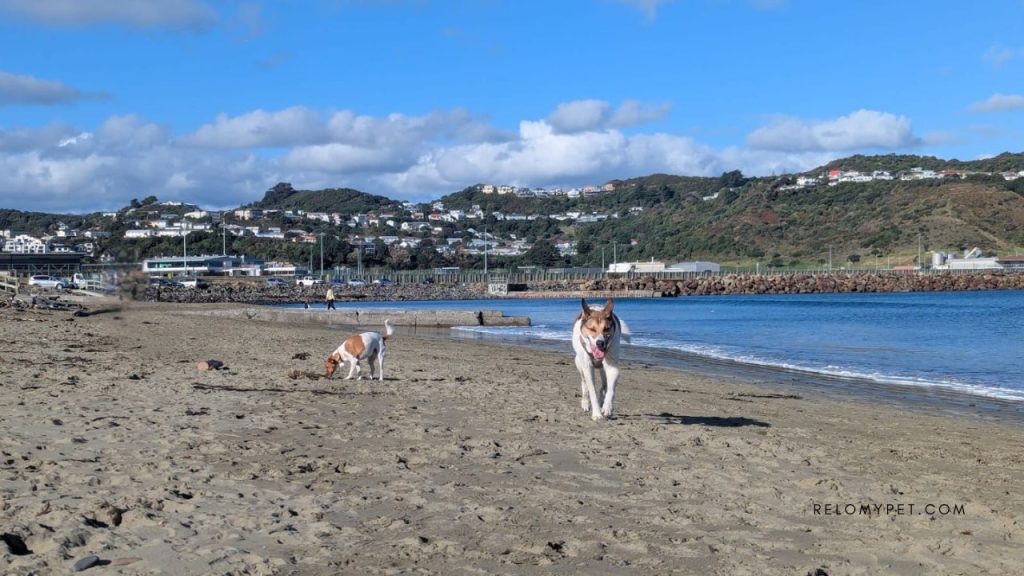 Ready to relocate your pet? Relopet International
