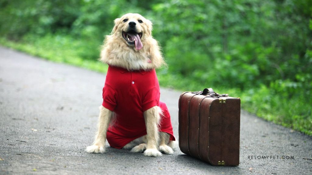 Expert advice on traveling with pets