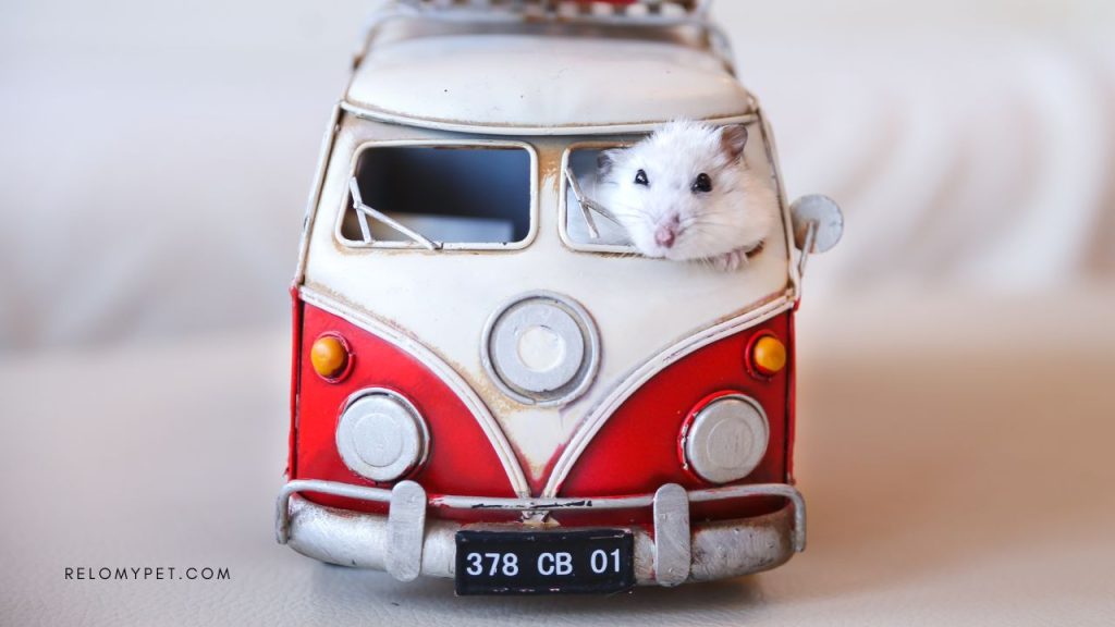 White hamster peeking out of the window of a miniature red and white toy van, representing quirky and lighthearted pet travel imagery for the What is Pet Transportation? blog.