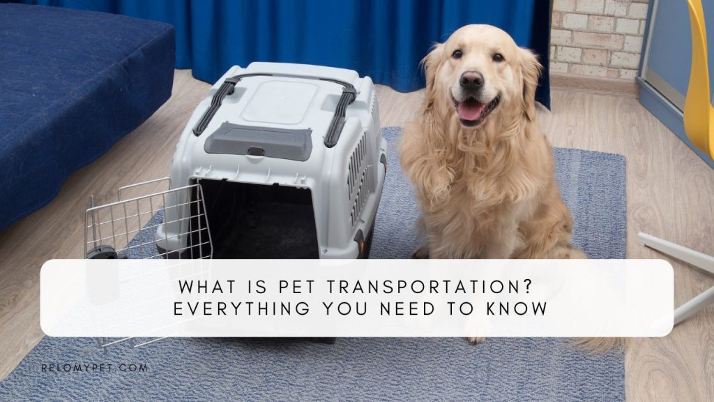 Golden Retriever sitting next to an open pet travel crate indoors, illustrating the concept of pet transportation services.