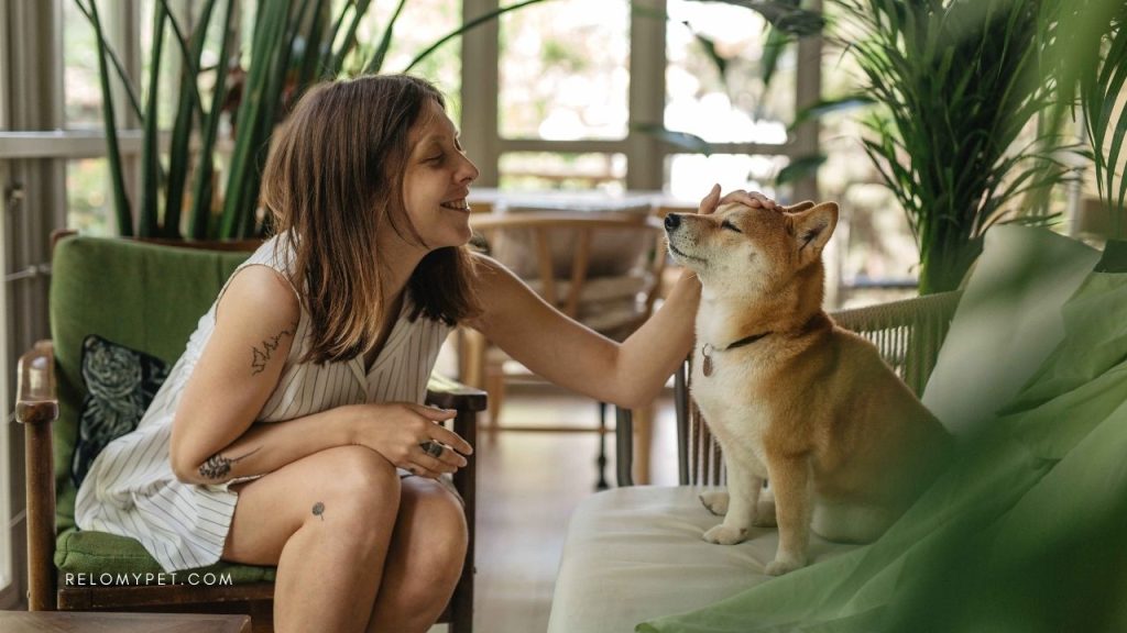 Pet relocation