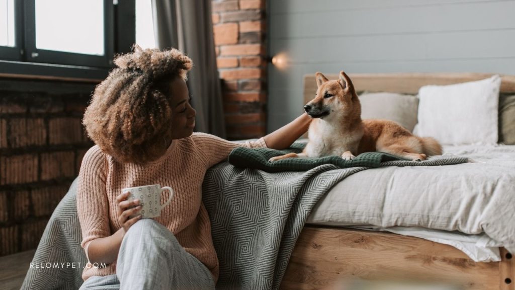 Reasons why pet cargo travel is safe