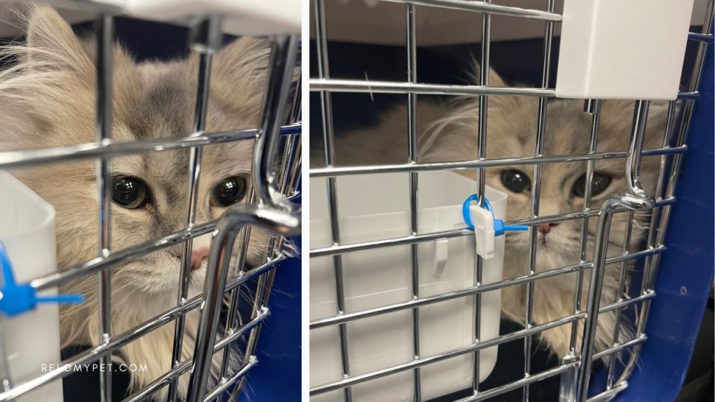 Gigi transported from Canada to Taiwan by Relopet International