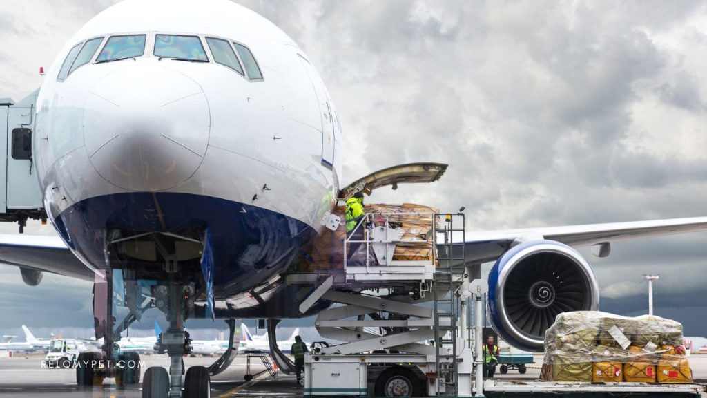 Existing global standards in pet air travel