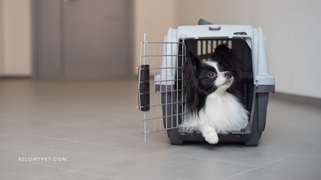 A dog in the travel crate: why you should use manifested cargo