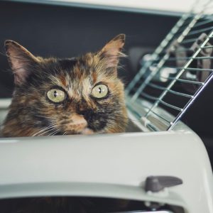 Pet cargo travel: cat in a travel crate