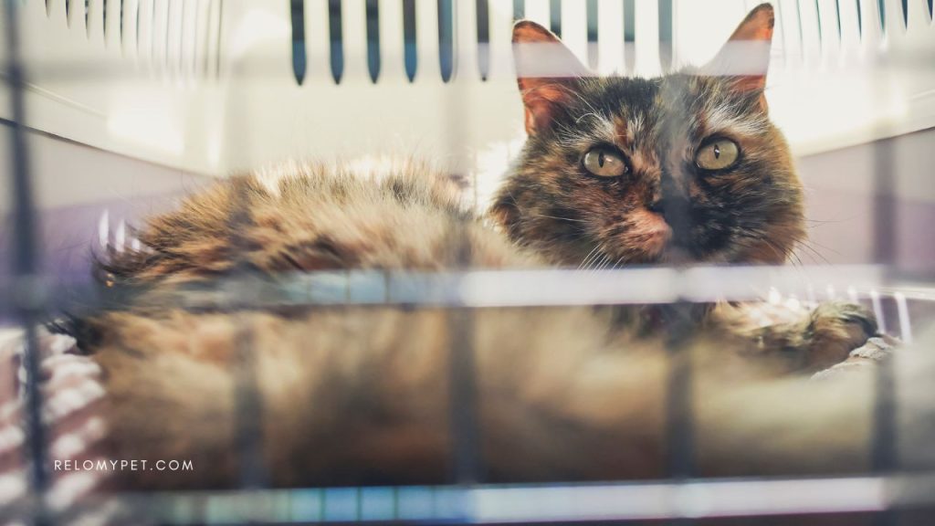 Manifested cargo is safe: Cat comfortable in the IATA-approved travel crate