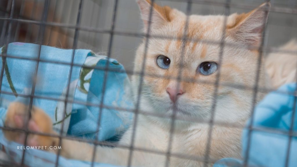 Relopet International specializes in pet transportation