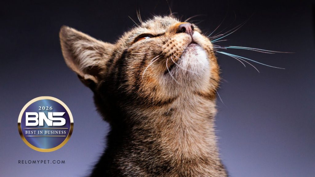 BNS Best in Business 2026 Award - Relopet International