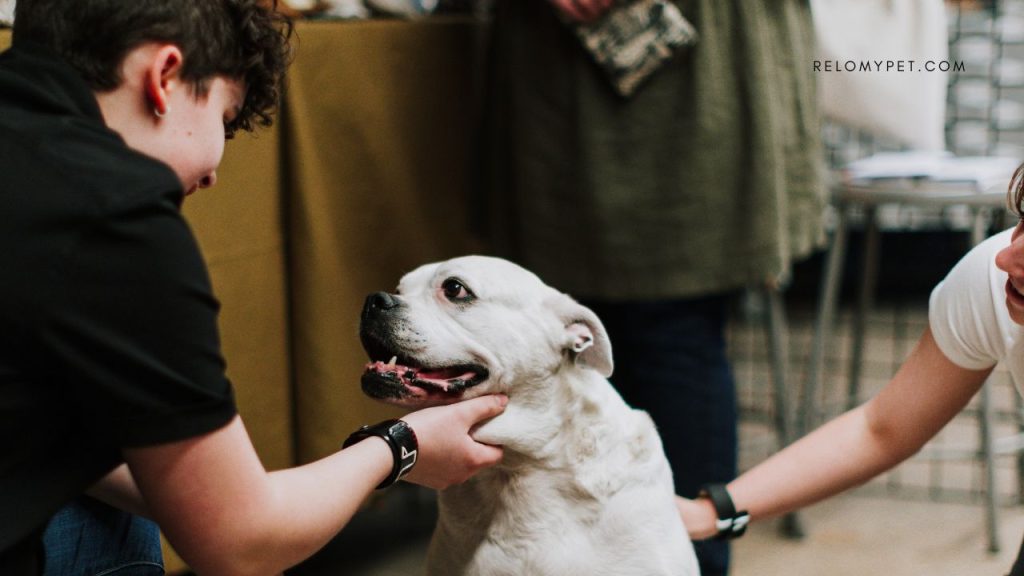 Professional Pet Handlers at Departure, Transit & Arrival