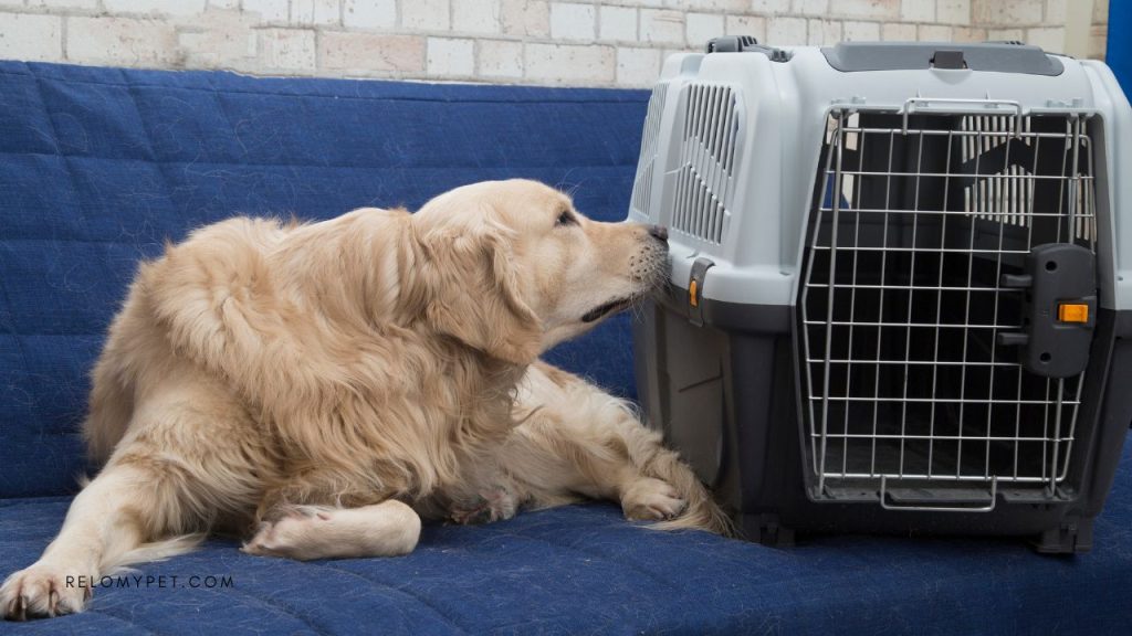 Manifested Cargo Travel: Relopet International ensures safety and comfort