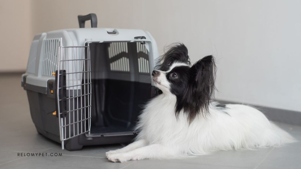 Proper crate size and IATA compliance