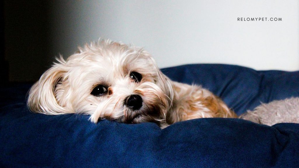 Relopet International is committed to a safe and comfortable manifested cargo pet travel