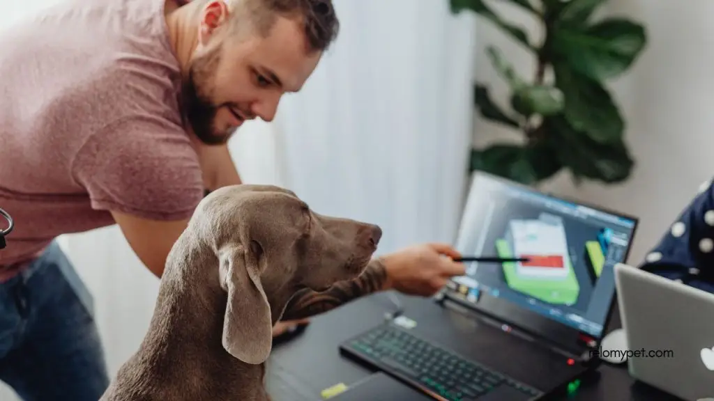 Pet Parent Checklist Before Traveling