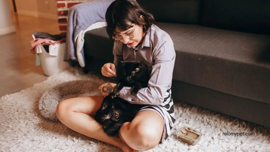 Arrange care for your pet while traveling