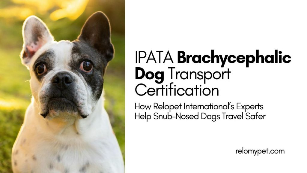 IPATA Brachycephalic Dog Transport Certification​. Featured Image