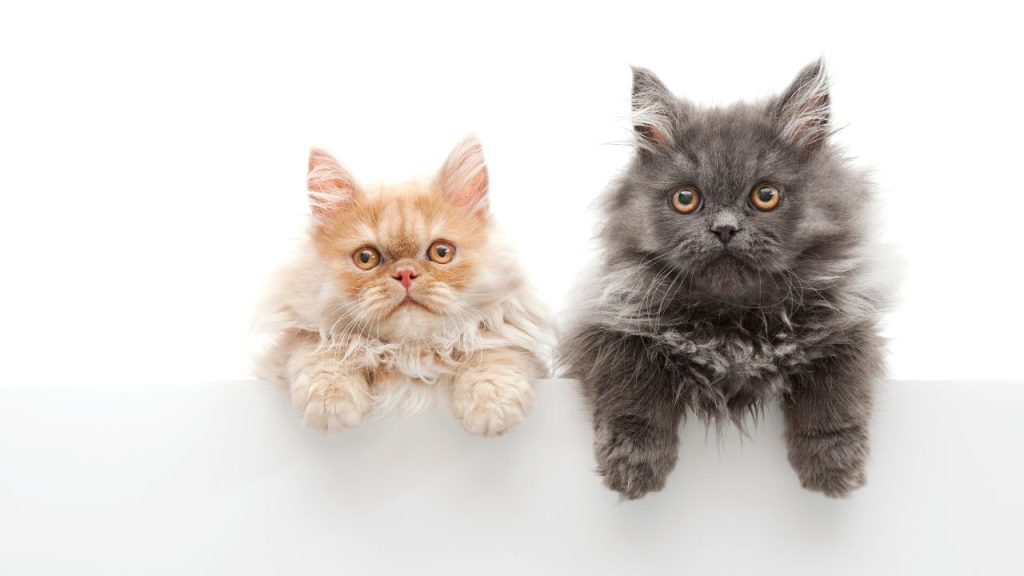 Frequently Asked Questions about Pet Travel