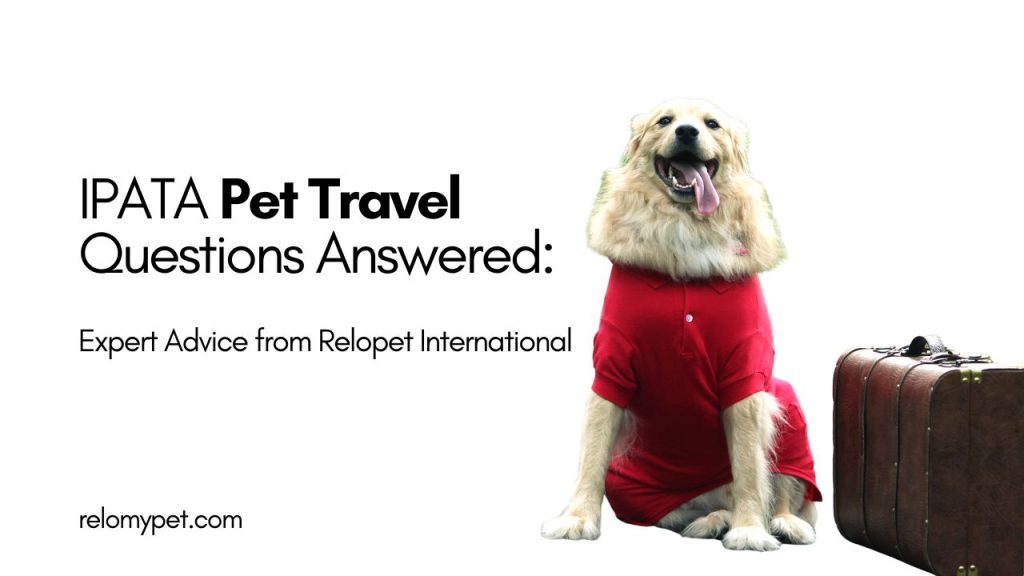 IPATA Pet Travel Questions Answered. Featured Image