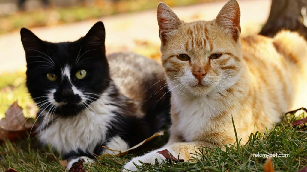 Are cats banned in Canada